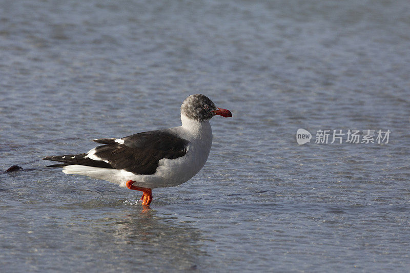 海豚鸥，Larus scoresbii，在海狮岛，福克兰群岛